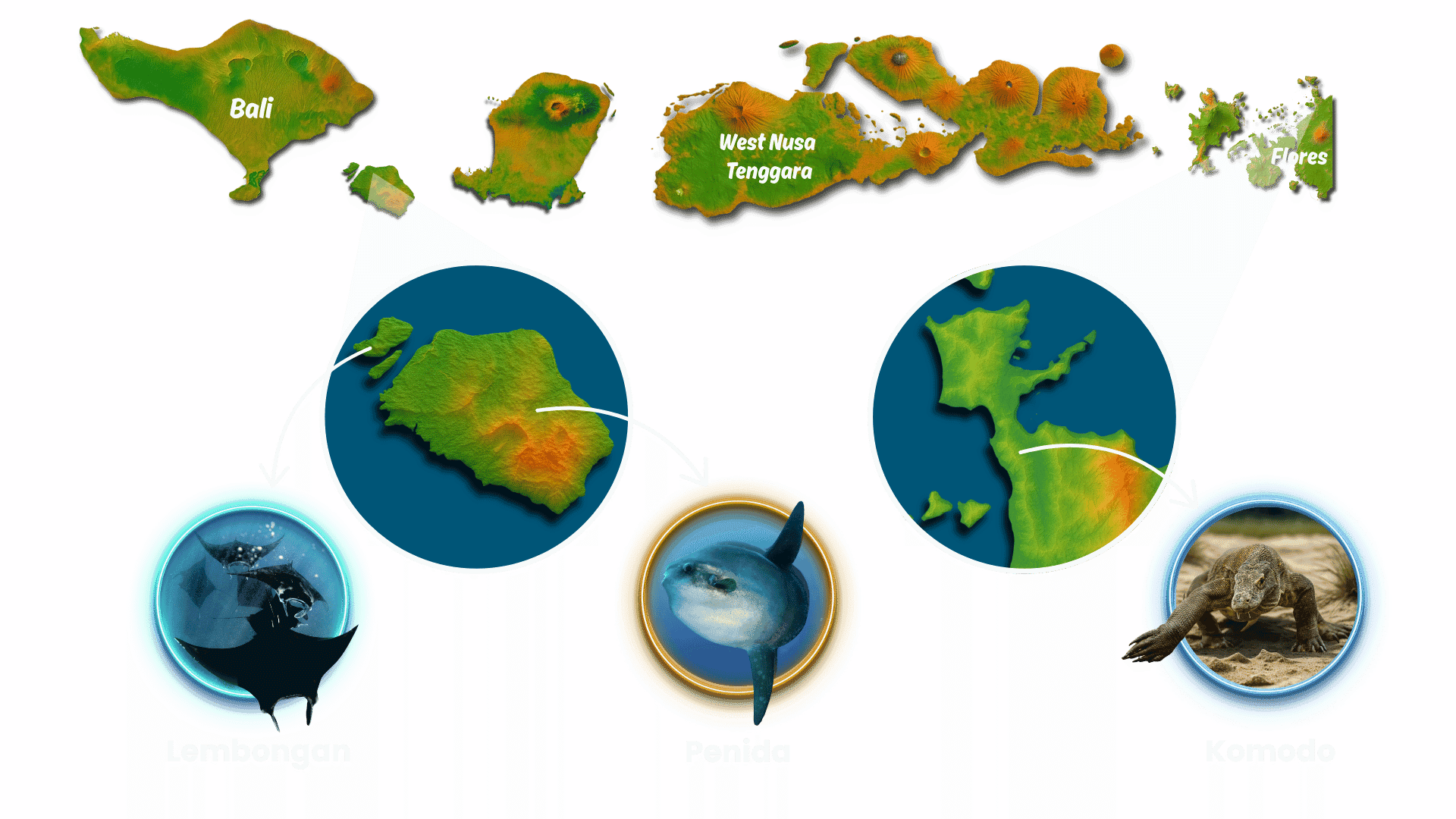Map showing islands east of Bali with close-up circles highlighting Lembongan, Penida, and Komodo and animal photos (manta, mola mola, Komodo dragon).