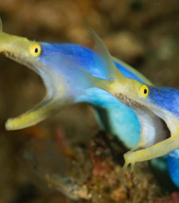 Pareja de morenas ribbon eel azul y amarillo con bocas abiertas sobre coral, imagen promocional para legend diving.