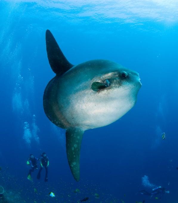 Gran pez luna nadando cerca de buzos en aguas azules, escena típica de legend diving con buceadores observando.