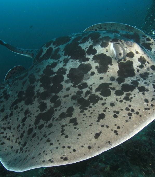 Gran manta moteada vista de cerca nadando sobre arrecife, foto estilo legend diving que resalta sus manchas y ojos.