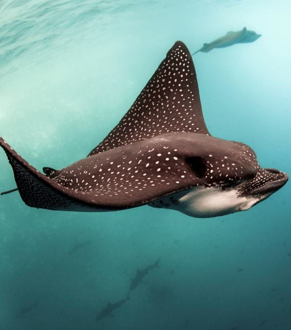 Manta leopardo de grandes manchas blancas nadando cerca de la cámara en aguas azules, escena típica de legend diving con tiburones de fondo