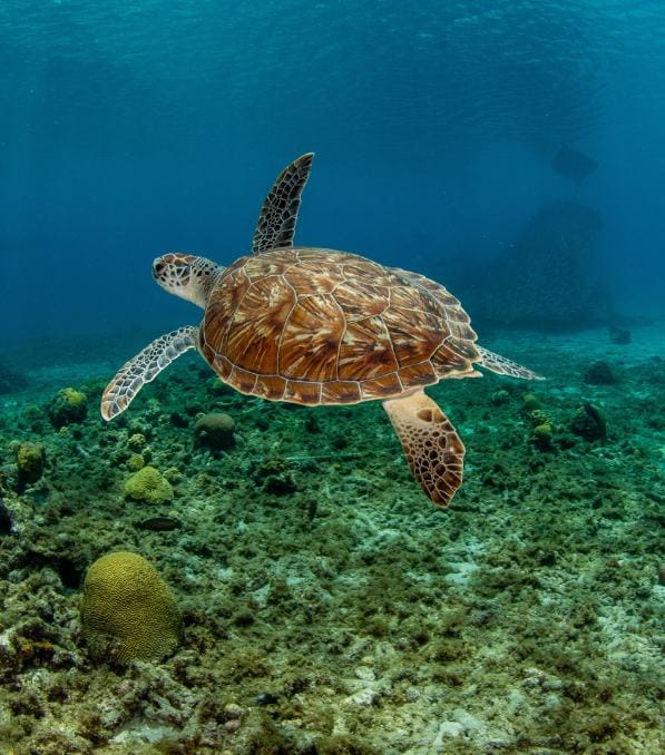 Tortuga marina verde nadando sobre un arrecife rocoso y coralino, escena típica de legend diving con agua azul y visibilidad clara.