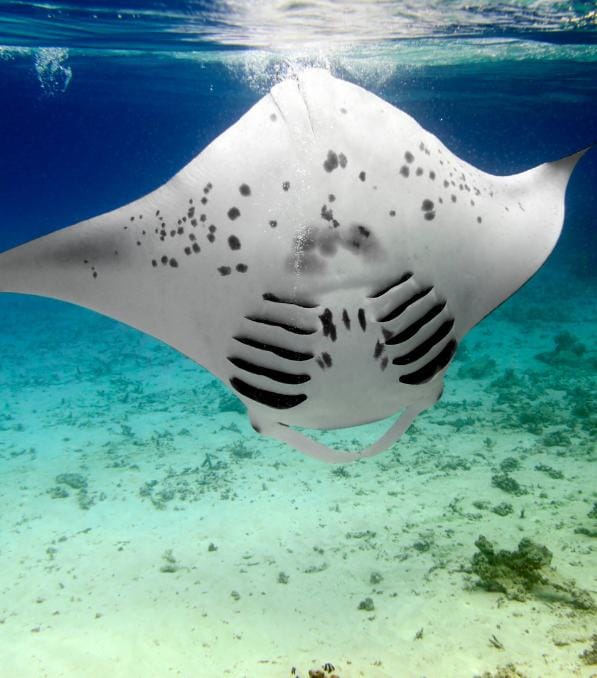 Grande raie manta blanche vue de dessous avec taches sombres et branchies visibles