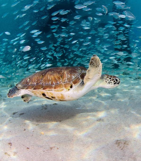 Una tortuga marina deslizándose sobre un fondo marino arenoso con un banco de peces nadando en círculos al fondo, Legend Diving.